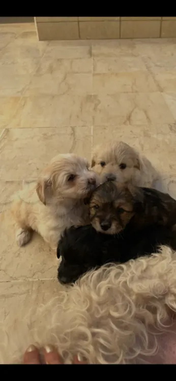 chiot caniche bichon