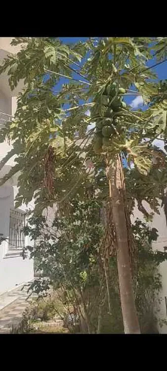 2 rez-de-chaussée avev jardin