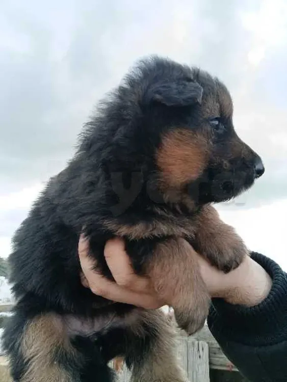 chiot berger allemand poil long