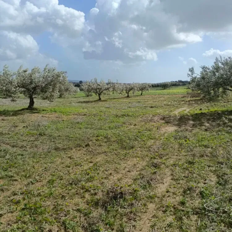 AV 9000m avec 26 oliviers à hammamet 99958728