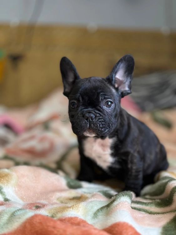 chiot bulldog français