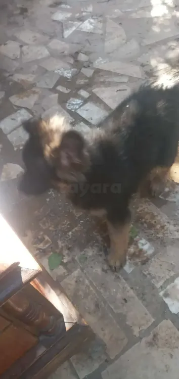 BERGER ALLEMAND FEMELLE