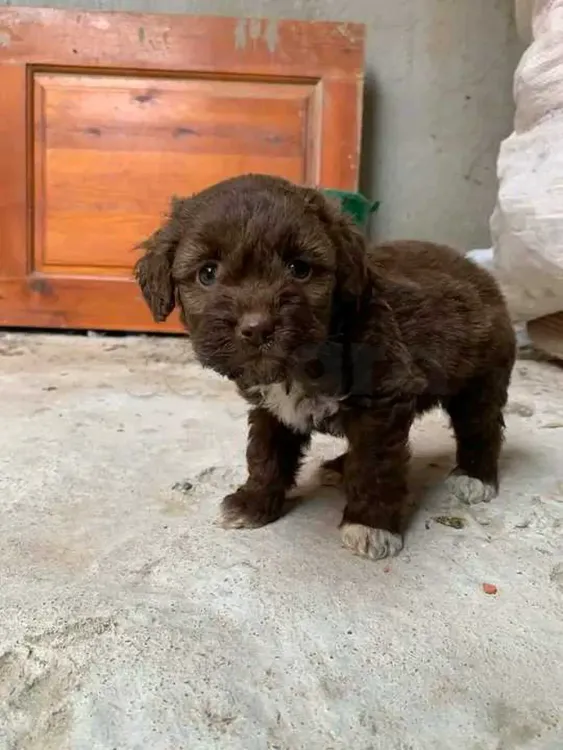 Caniche bichon maltais