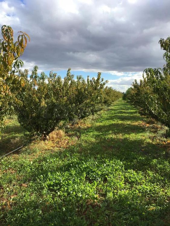 terrain agricole a vendre a el mornaguia