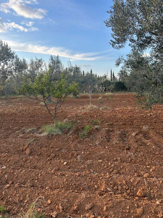 Terrain agricole à vendre à Kalaa Kebira