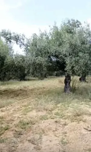 سانية للبيع زيتون ساحلي ممتاز