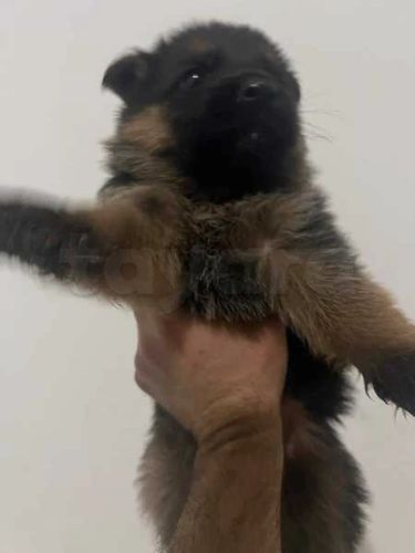 Chien berger allemand