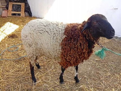 للبيع نعجة و بنتها تيبار و علوش حاجة نظيفة برشا و السعر قابل للنقاش