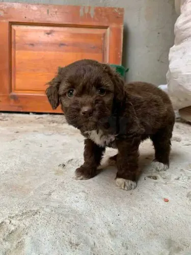 Caniche bichon maltais