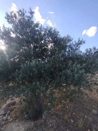 A vendre un terrain agricole à Skhira Testour