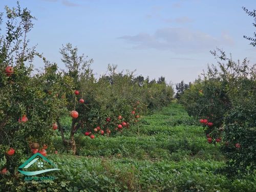 Terrain agricole 100000 m² à Libna
