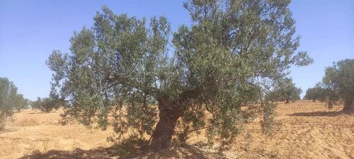 terrain agricole olive