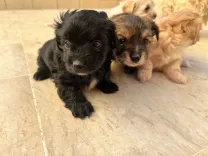 chiot caniche bichon