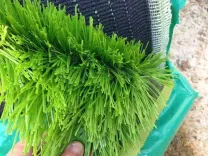 Gason synthétique de Foot