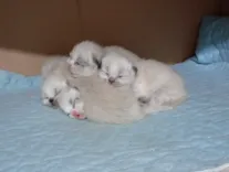Chatons Ragdoll