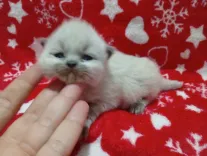 Chatons Ragdoll