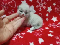 Chatons Ragdoll