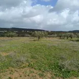 AV 9000m avec 26 oliviers à hammamet 99958728