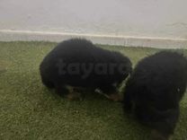 Chien berger allemand