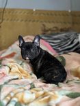 chiot bulldog français