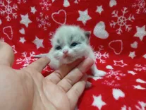 Chatons Ragdoll