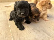 chiot caniche bichon