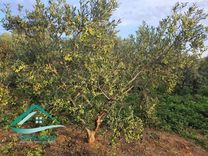 Terrain agricole 100000 m² à Libna