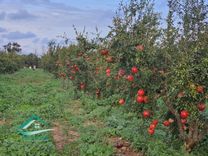 Terrain agricole 100000 m² à Libna