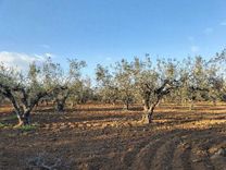 Terrain agricole Chatt Meriem