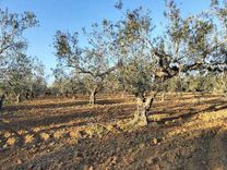 Terrain agricole Chatt Meriem