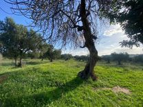 Terrain agricole en vente