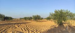 terrain agricole olive