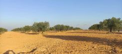 terrain agricole olive