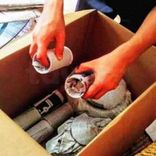 transporteur 📱 98682706