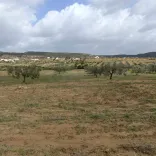 AV 9000m avec 26 oliviers à hammamet 99958728