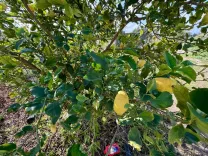 Senya 12 500 m² à Tazarka Nabeul